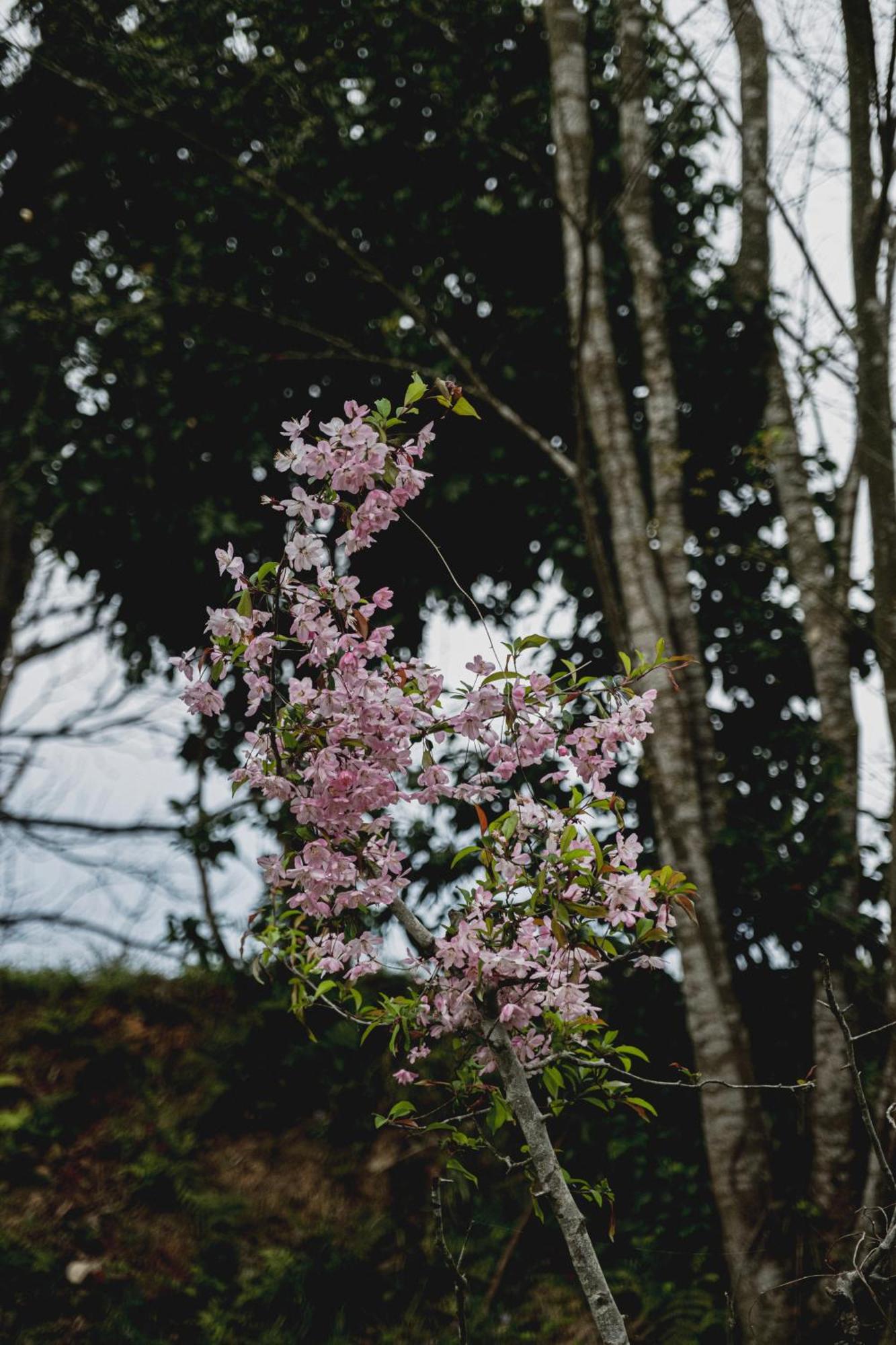 一汁一菜の宿　ちゃぶダイニング Ichiju Issai No Yado Chabu Dining Unforgettable Farmstay Experience In Deep Kyoto Ayabe Buitenkant foto